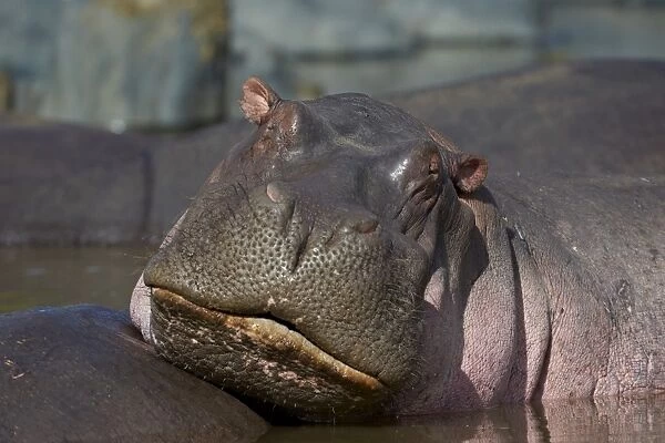 Hippopotamus (Hippopotamus amphibius), Serengeti National Park, Tanzania, East Africa, Africa