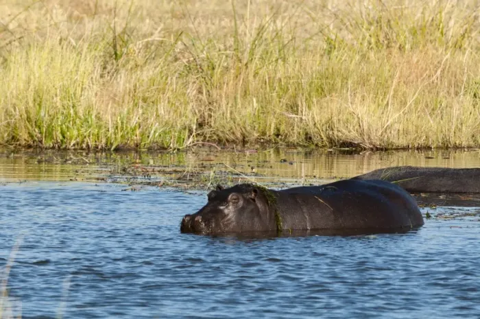 Framed Print : Hippopotamus (Hippopotamus amphibius), Khwai Concession, Okavango Delta, Botswana, Africa Framed Print : Hippopotamus (Hippopotamus amphibius), Khwai Concession, Okavango Delta, Botswana, Africa