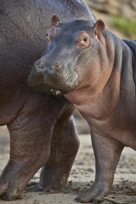 Framed Print : Hippopotamus (Hippopotamus amphibius) calf by its mother, Serengeti National Park Framed Print : Hippopotamus (Hippopotamus amphibius) calf by its mother, Serengeti National Park