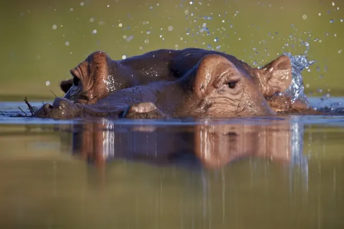 Framed Print : Hippopotamus (Hippopotamus amphibius) flipping water with its ear, Kruger National Park Framed Print : Hippopotamus (Hippopotamus amphibius) flipping water with its ear, Kruger National Park