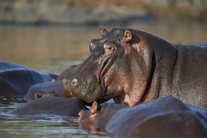 Framed Print : Hippopotamus (Hippopotamus amphibius) in a hippo pool, Serengeti National Park, Tanzania Framed Print : Hippopotamus (Hippopotamus amphibius) in a hippo pool, Serengeti National Park, Tanzania