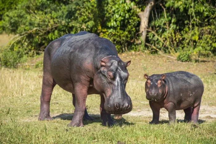 Framed Print : Hippopotamus (Hippopotamus amphibius) mother with baby, Murchison Falls National Park, Uganda, East Africa, Africa Framed Print : Hippopotamus (Hippopotamus amphibius) mother with baby, Murchison Falls National Park, Uganda, East Africa, Africa