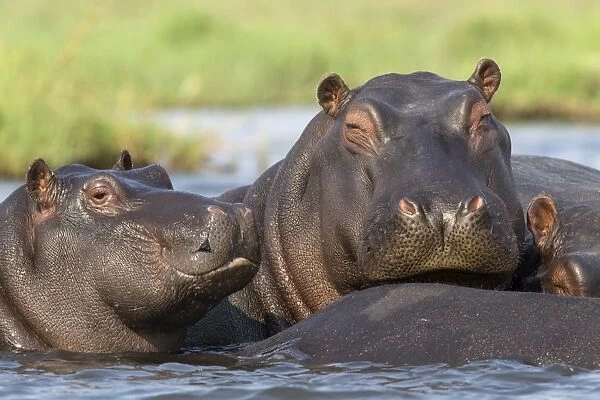 Hippopotamus (Hippopotamus amphibius) in river, Chobe National Park, Botswana, Africa