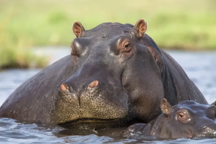 Framed Print : Hippopotamus (Hippopotamus amphibius) in river, Chobe National Park, Botswana, Africa Framed Print : Hippopotamus (Hippopotamus amphibius) in river, Chobe National Park, Botswana, Africa