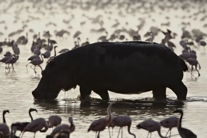 Framed Print : Hippopotamus (Hippopotamus amphibius) in shallow water among lesser flamingos Framed Print : Hippopotamus (Hippopotamus amphibius) in shallow water among lesser flamingos