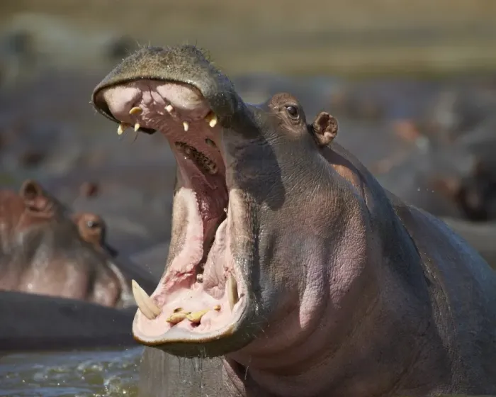 Framed Print : Hippopotamus (Hippopotamus amphibius) showing aggression, Serengeti National Park, Tanzania, East Africa, Africa Framed Print : Hippopotamus (Hippopotamus amphibius) showing aggression, Serengeti National Park, Tanzania, East Africa, Africa