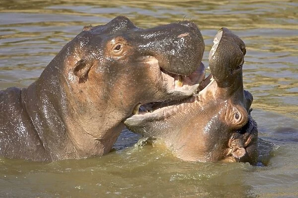 Hippopotamus (Hippopotamus amphibius) sparring
