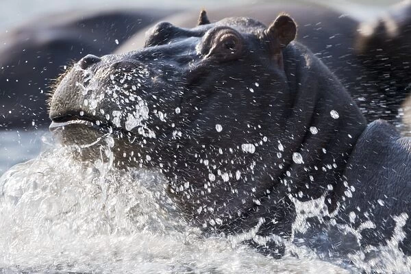 Hippopotamus (Hippopotamus amphibius) splashing, Chobe River, Botswana, Africa