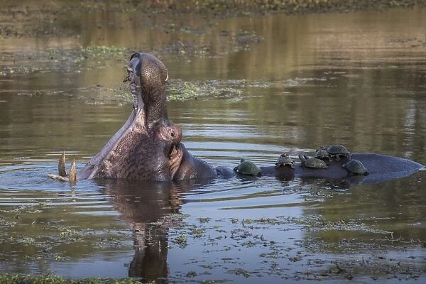 Hippopotamus (Hippopotamus amphibius) with terrapins, Kruger National Park, South Africa