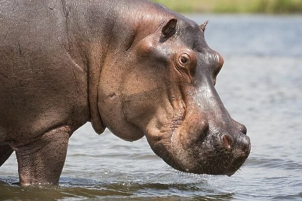 Hippopotamus (Hippopotamus amphibius), Uganda, Africa