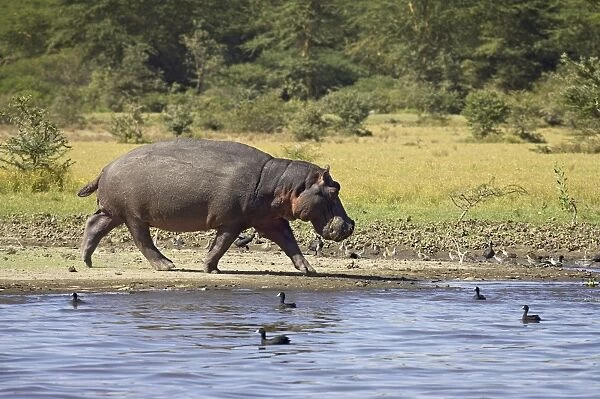 Hippopotamus (Hippopotamus amphibius) out of the water, Lake Naivasha, Kenya