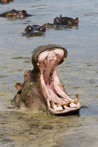 Hippopotamus (Hippopotamus amphibius) yawning, Serengeti National Park