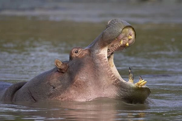 Hippopotamus (Hippopotamus amphibius) yawning, Serengeti National Park