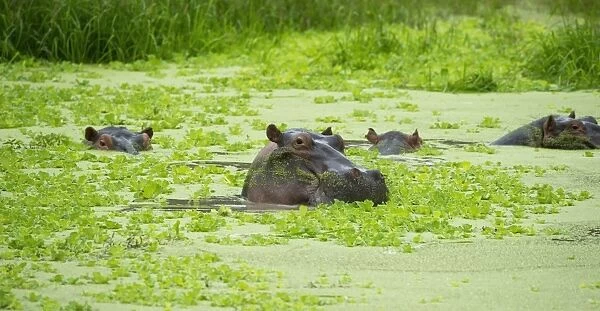 Hippopotamus (Hippos) wallowing in Hippo pool, South Luangwa National Park, Zambia