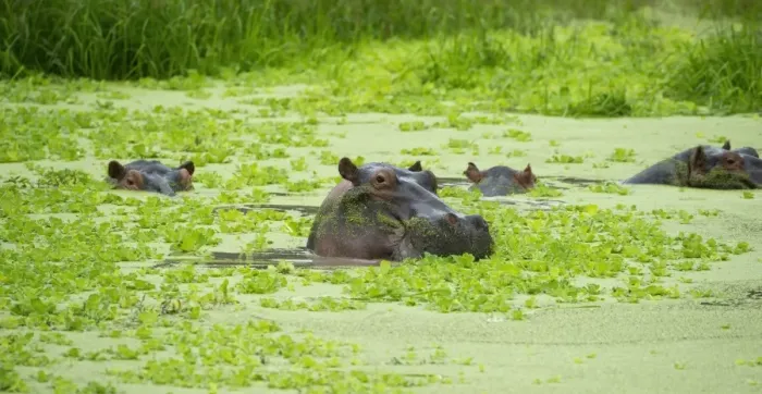 Framed Print : Hippopotamus (Hippos) wallowing in Hippo pool, South Luangwa National Park, Zambia Framed Print : Hippopotamus (Hippos) wallowing in Hippo pool, South Luangwa National Park, Zambia