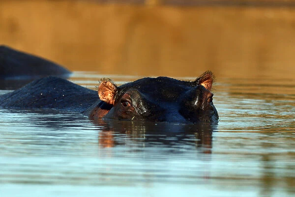 Hippopotamus immersed in water, Kruger National Park, South Africa, Africa