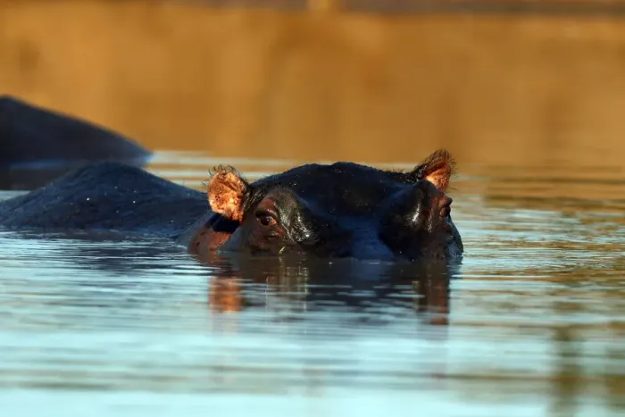 Framed Print : Hippopotamus immersed in water, Kruger National Park, South Africa, Africa Framed Print : Hippopotamus immersed in water, Kruger National Park, South Africa, Africa