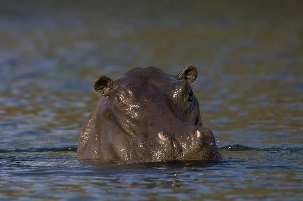 Hippopotamus, Lunga River, Kafue National Park, Zambia, Africa