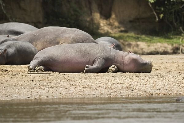 Hippopotamus, Queen Elizabeth National Park, Uganda, Africa