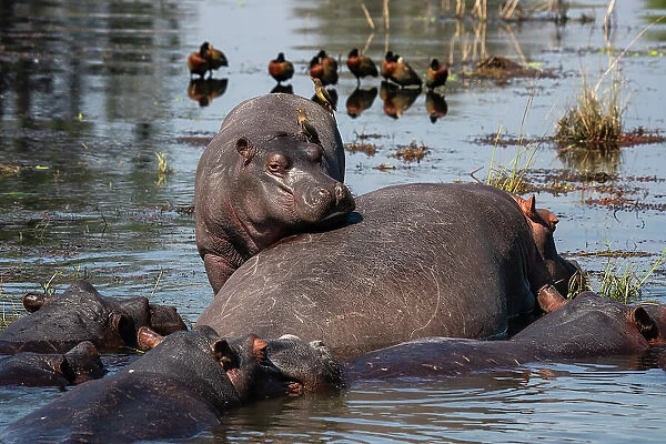 Hippopotamuses (Hippopotamus amphibius) in the river Chobe, Chobe National Park, Botswana, Africa