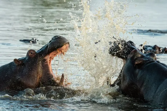 Framed Print : Hippopotamuses (Hippopotamus amphibius) in the river Khwai, Okavango Delta, Botswana, Africa Framed Print : Hippopotamuses (Hippopotamus amphibius) in the river Khwai, Okavango Delta, Botswana, Africa