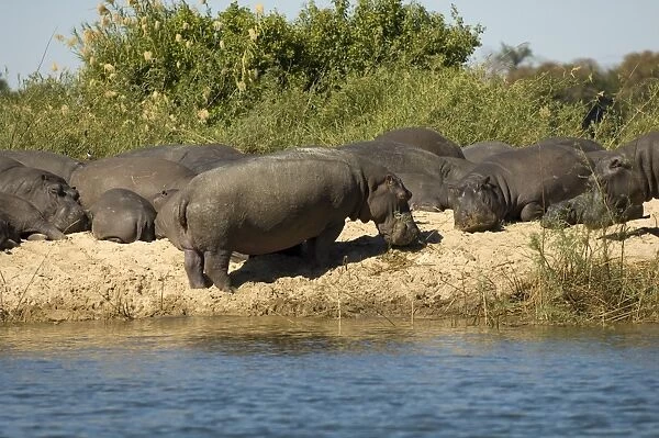 Hippopotamuses, Zambesi River, Zambia, Africa