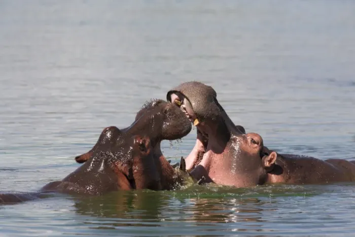 Framed Print : Hippos, Hippopotamus amphibius Framed Print : Hippos, Hippopotamus amphibius