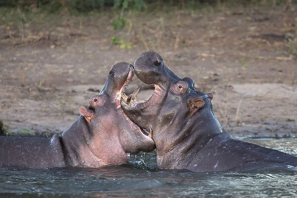 Hippos (Hippopotamus amphibius) playfighting, Chobe River, Botswana, Africa