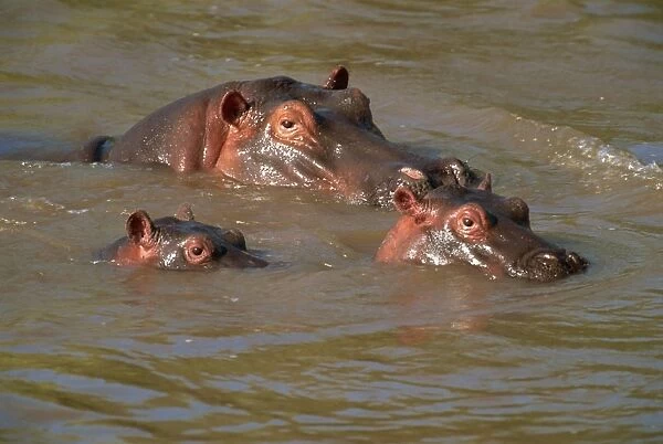 Hippos (Hippopotamus amphibius) relaxing in the Mara River, Masai Mara