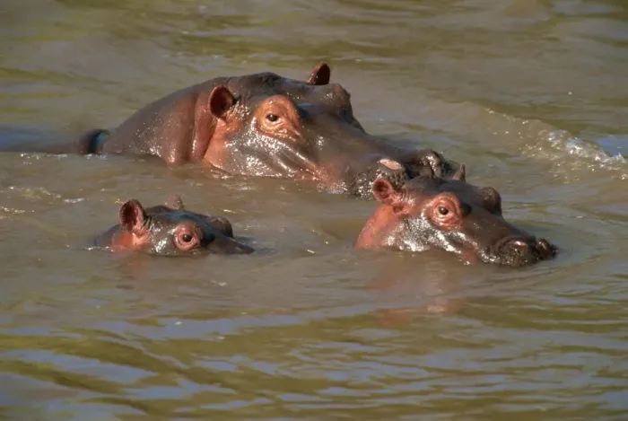 Framed Print : Hippos (Hippopotamus amphibius) relaxing in the Mara River, Masai Mara Framed Print : Hippos (Hippopotamus amphibius) relaxing in the Mara River, Masai Mara
