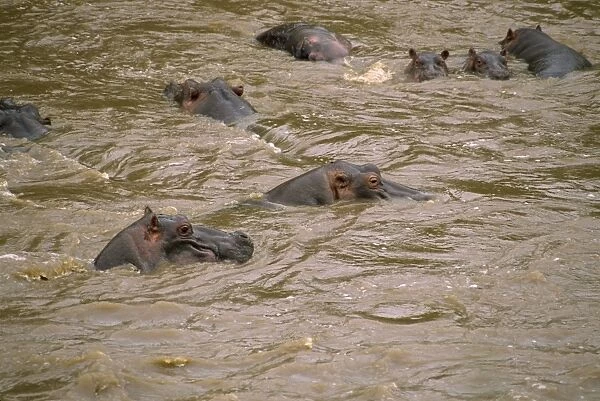 Hippos, Masai Mara National Reserve