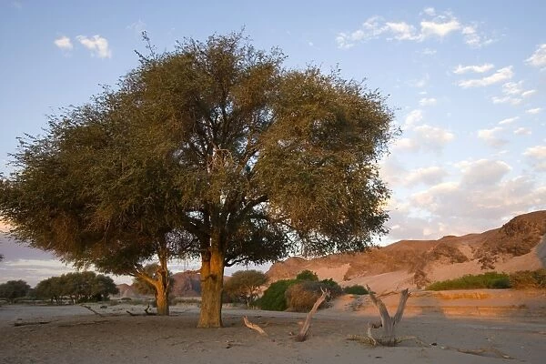 Hoanib, dry river bed