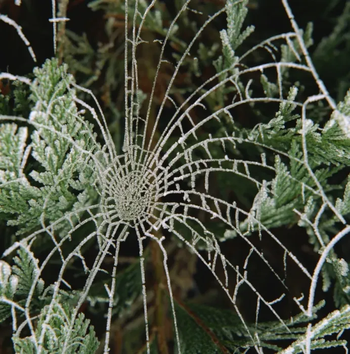 Framed Print : Hoar frost on spiders web, Surrey, England, United Kingdom, Europe Framed Print : Hoar frost on spiders web, Surrey, England, United Kingdom, Europe