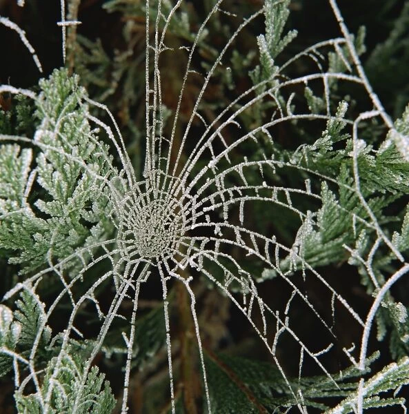 Hoar frost on spiders web, Surrey, England, United Kingdom, Europe
