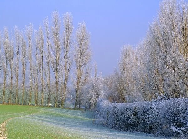 Hoar Frost on trees in Kent, England