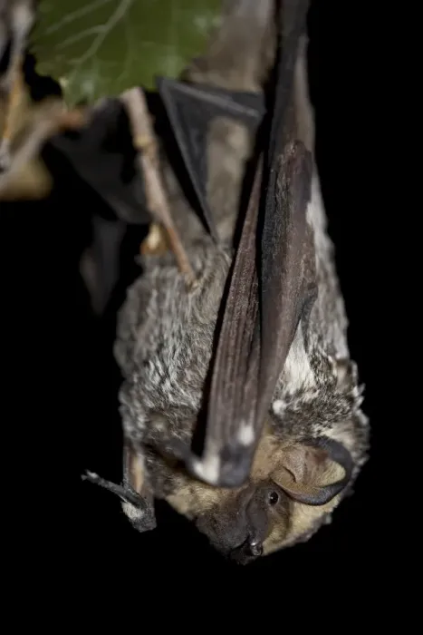 Framed Print : Hoary bat (Lasiurus cinereus), in captivity near Portal, Arizona, United States of America Framed Print : Hoary bat (Lasiurus cinereus), in captivity near Portal, Arizona, United States of America