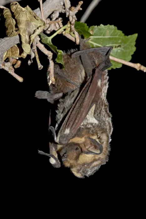 Framed Print : Hoary bat (Lasiurus cinereus) perched, near Portal, Arizona, United States of America Framed Print : Hoary bat (Lasiurus cinereus) perched, near Portal, Arizona, United States of America