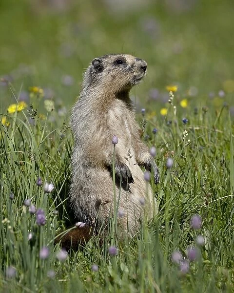Hoary Marmot (Marmota caligata), Glacier National Park, Montana, United States of America