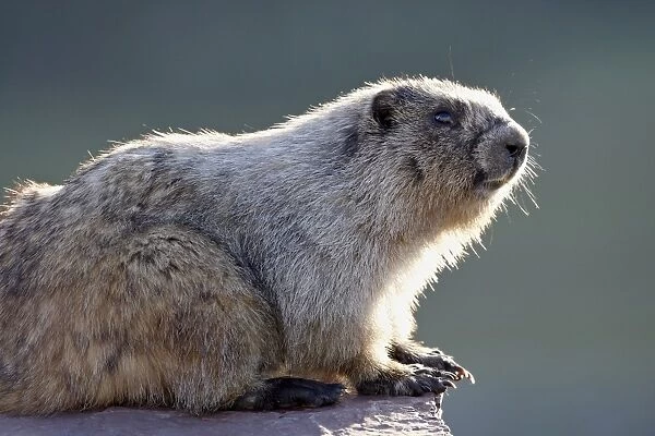 Hoary marmot (Marmota caligata), Glacier National Park, Montana, United States of America