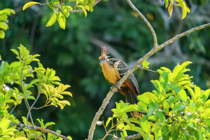 Framed Print : Hoatzin (Ophisthocomus hoazin) perching on branch by Lake Sandoval, Tambopata National Reserve, Puerto Maldonado, Madre de Dios, Peru, South America Framed Print : Hoatzin (Ophisthocomus hoazin) perching on branch by Lake Sandoval, Tambopata National Reserve, Puerto Maldonado, Madre de Dios, Peru, South America
