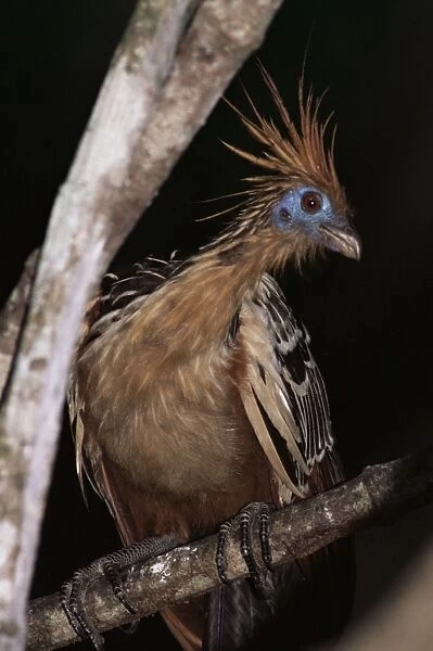 Hoatzin (Opisthocomus hoazin), Amazonian bird, Parque Nacional Madidi, Bolivia