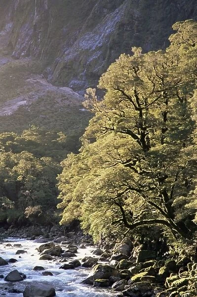 Hollyford River and beech trees