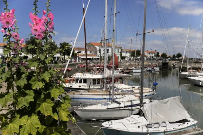 Framed Print : Hollyhocks on the quayside, Ars-en-Re, Ile de Re, Charente Maritime, France, Europe Framed Print : Hollyhocks on the quayside, Ars-en-Re, Ile de Re, Charente Maritime, France, Europe