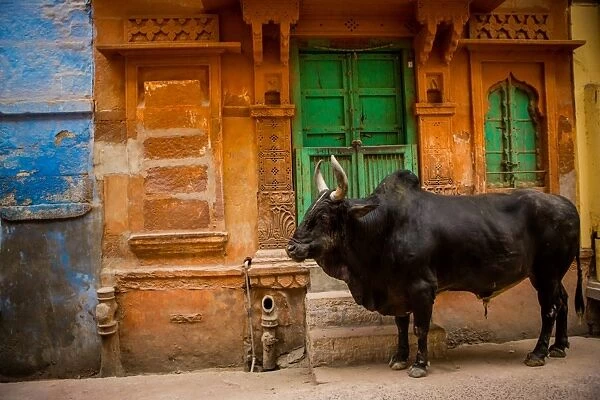 Holy cow standing in the blue streets of Jodhpur, the Blue City, Rajasthan, India, Asia