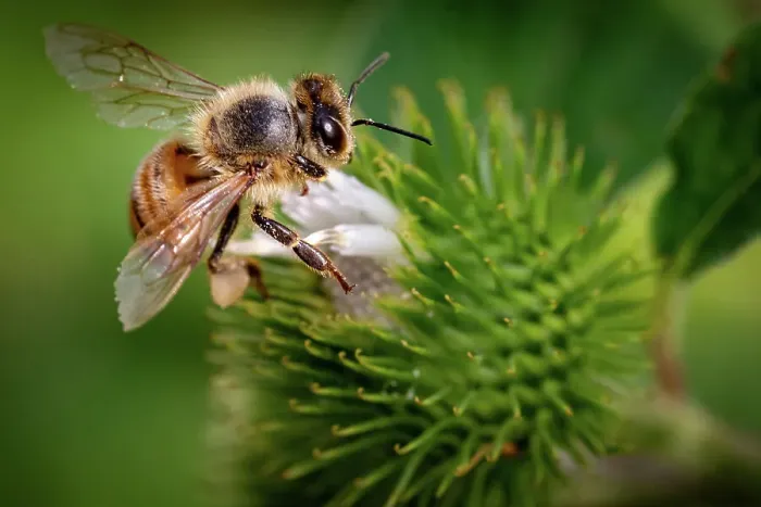 Framed Print : Honeybee collecting nectar from a green spiky flower, with a blurred natural background, United Kingdom, Europe Framed Print : Honeybee collecting nectar from a green spiky flower, with a blurred natural background, United Kingdom, Europe
