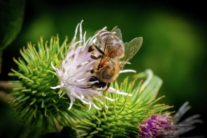 Framed Print : Honeybee collecting nectar on a vibrant thistle flower, with a dark green blurred background, United Kingdom, Europe