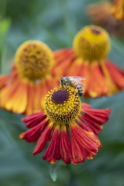Honeybee on an orange coloured Helenium garden flower, Berkshire, England, United Kingdom