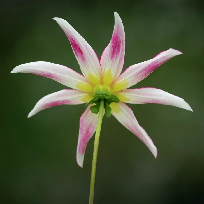 Framed Print : Honka Fragile dahlia, United Kingdom, Europe Framed Print : Honka Fragile dahlia, United Kingdom, Europe