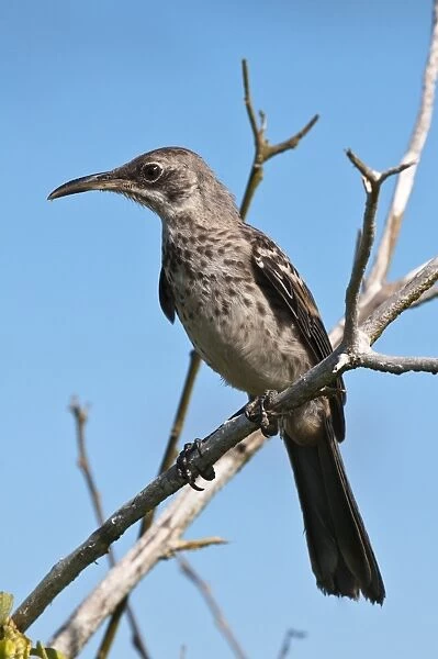 Hood mockingbird (Nesomimus macdonaldi), Suarez Point, Isla Espanola (Hood Island)