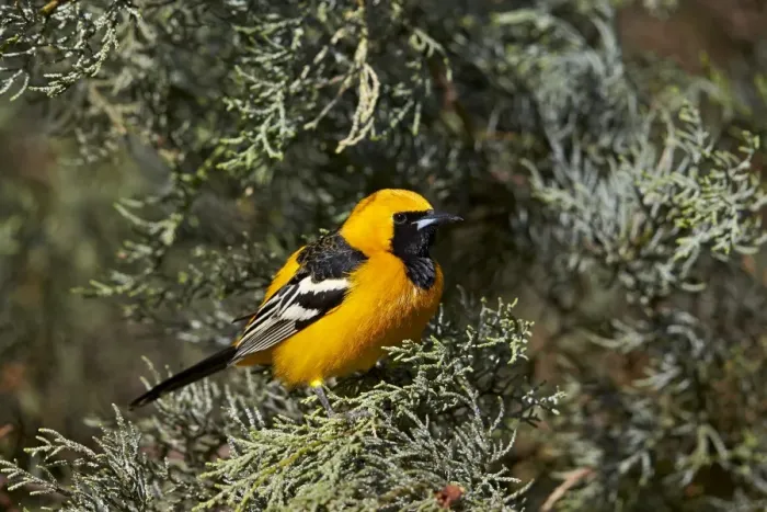 Framed Print : Hooded Oriole (Icterus cucullatus), Chiricahuas, Coronado National Forest, Arizona, United States of America, North America Framed Print : Hooded Oriole (Icterus cucullatus), Chiricahuas, Coronado National Forest, Arizona, United States of America, North America